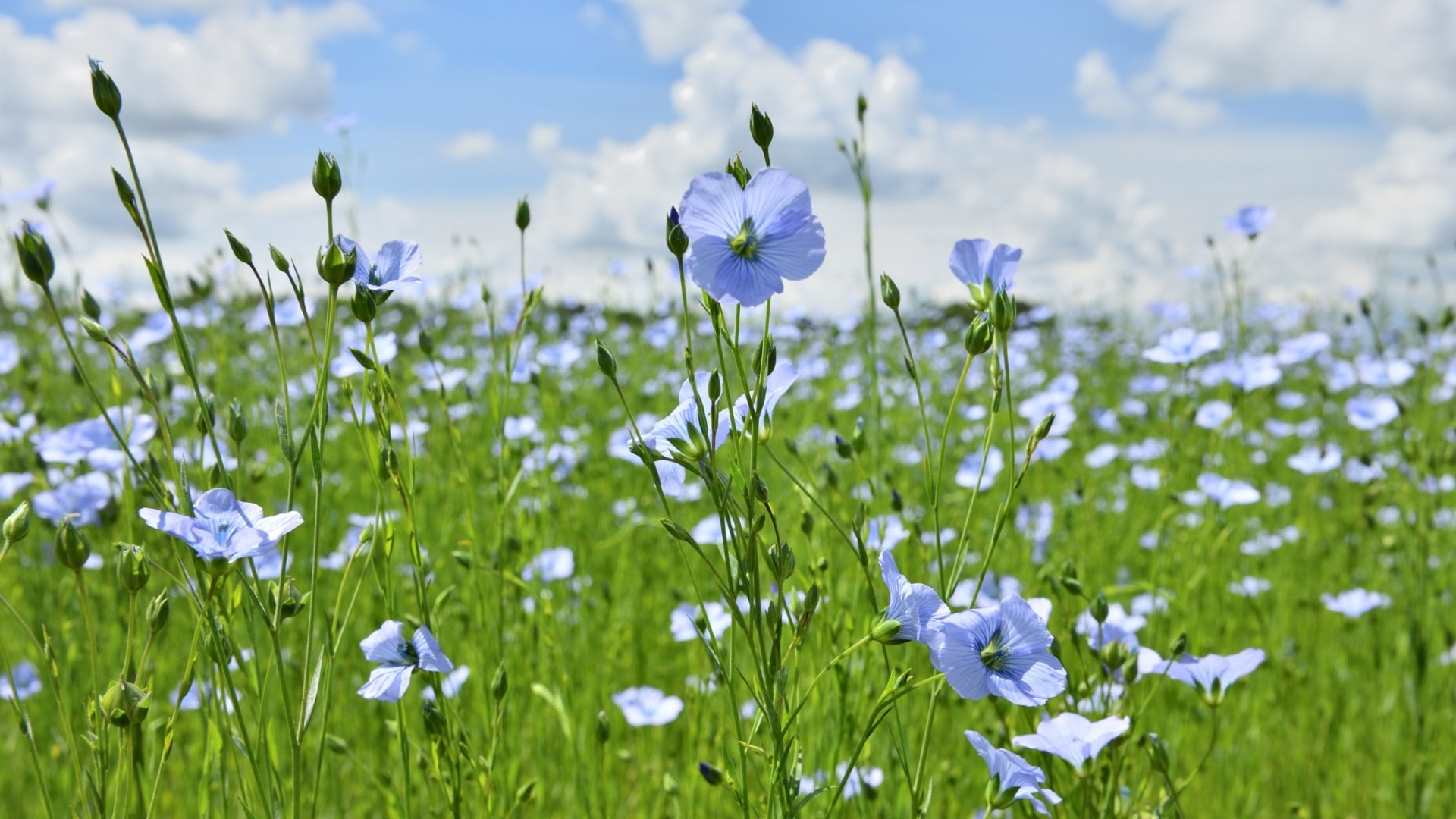 Flax blooming