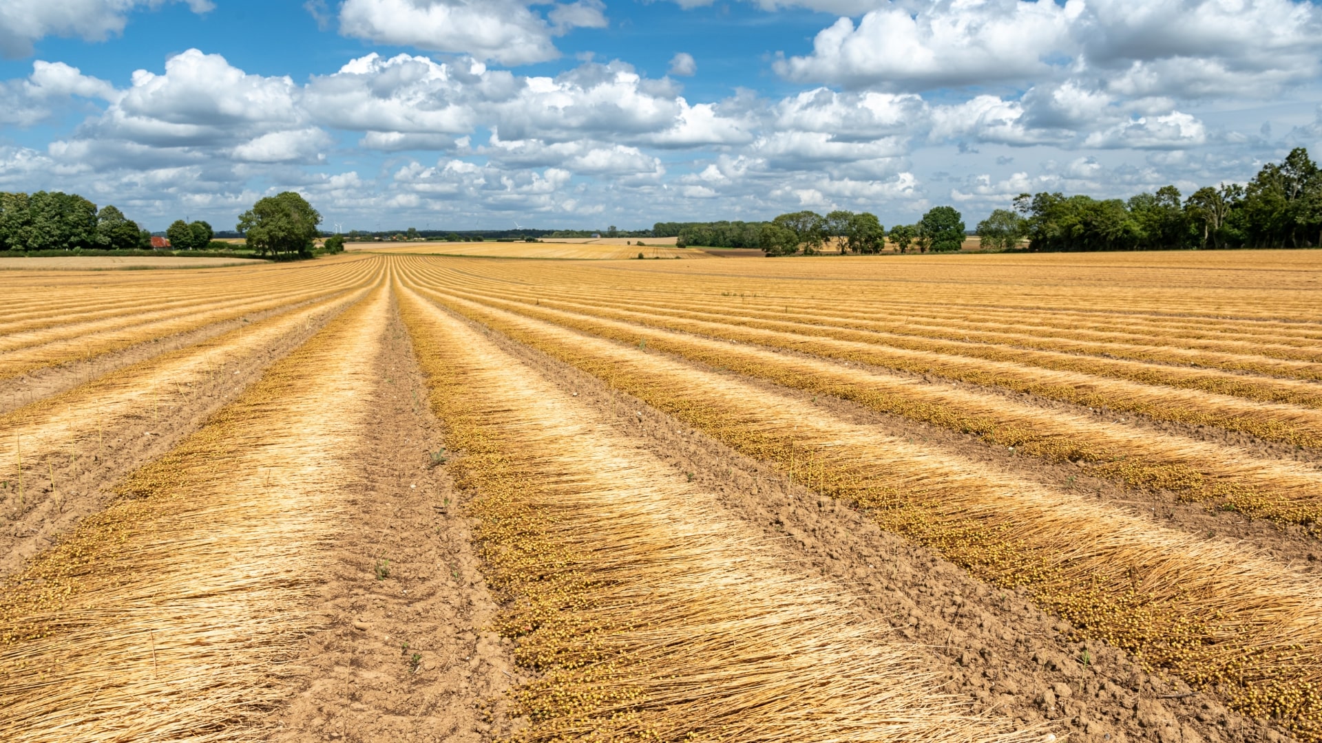 Flax retting