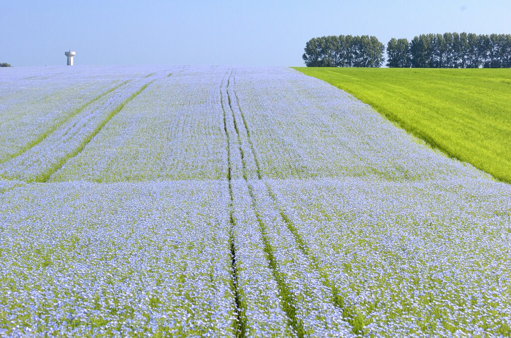Flax field - AVD Natural Fibre
